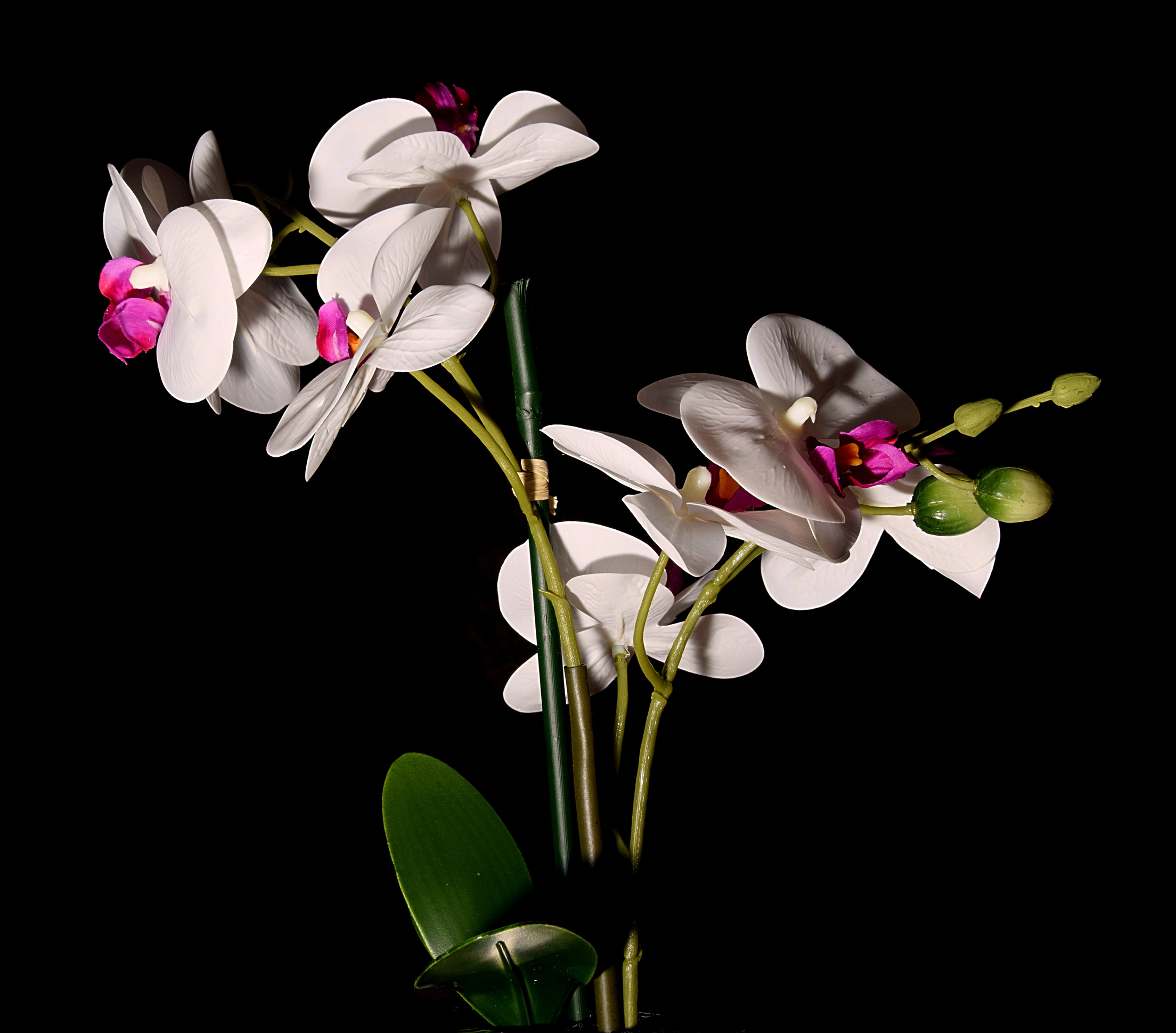 Orchid Flower in a Black Background
